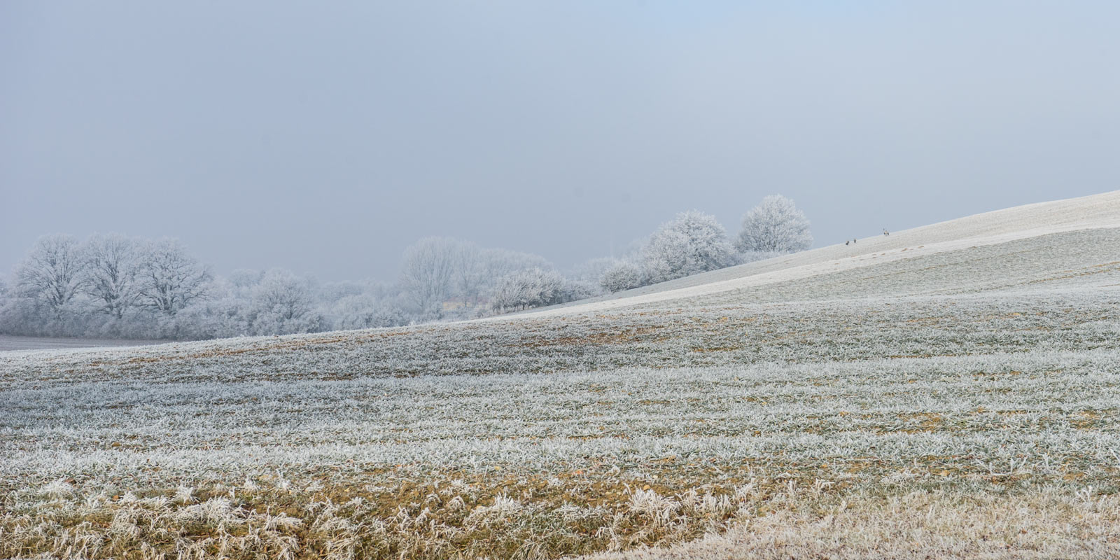 Hügel und Bäume mit Frost Hügel und Bäume der Gemeinde Carinerland mit Frost und Morgennebel